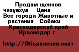 Продам щенков чихуахуа  › Цена ­ 10 000 - Все города Животные и растения » Собаки   . Краснодарский край,Краснодар г.